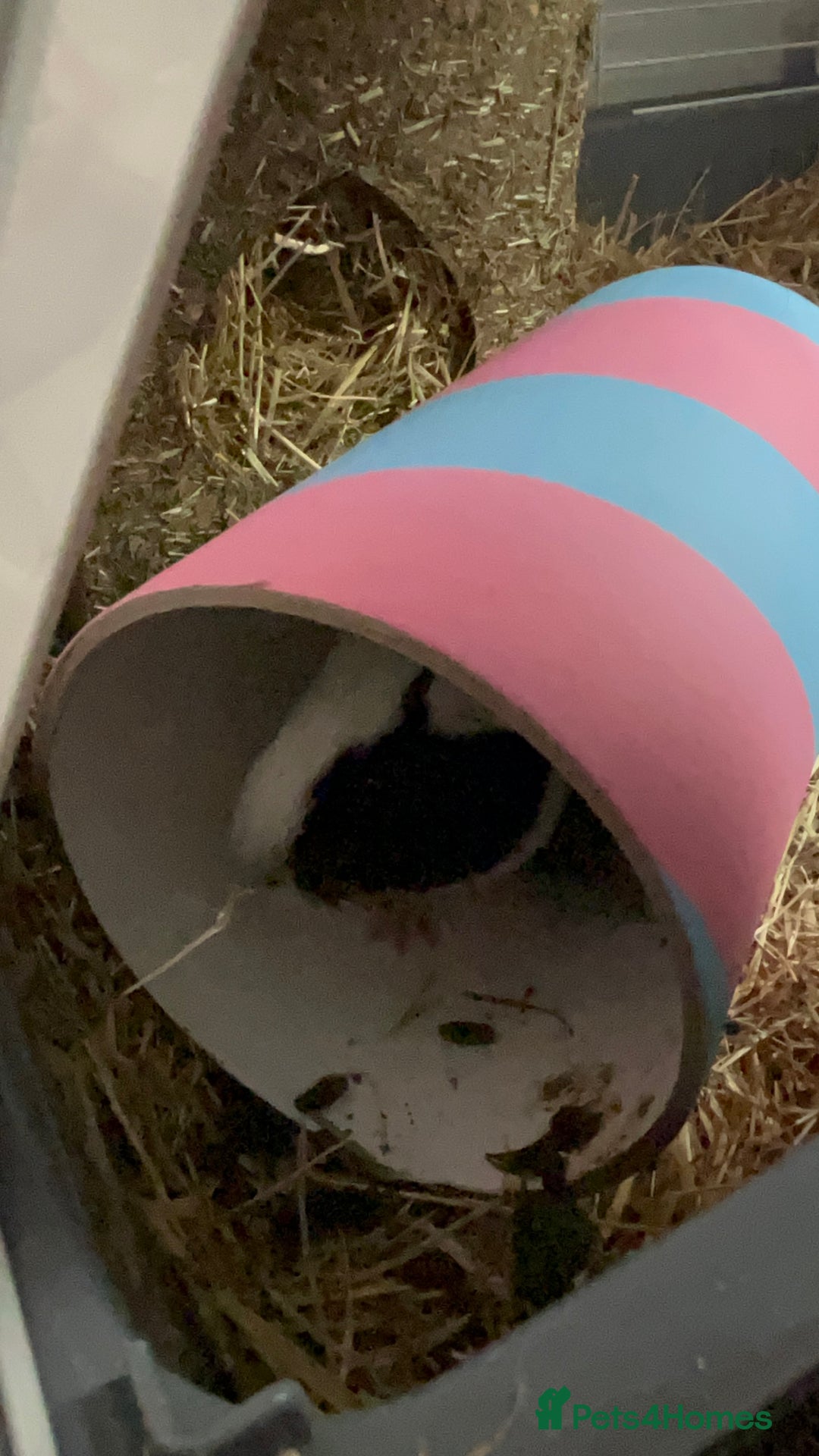 Guinea Pig rodents for sale: 2 Female Guinea Pigs - Image 3