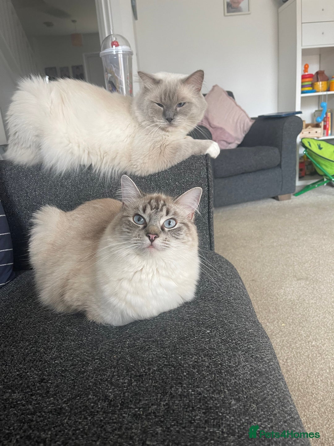 Ragdoll cats for sale: Absolutely stunning Ragdoll kittens for sale - Image 16