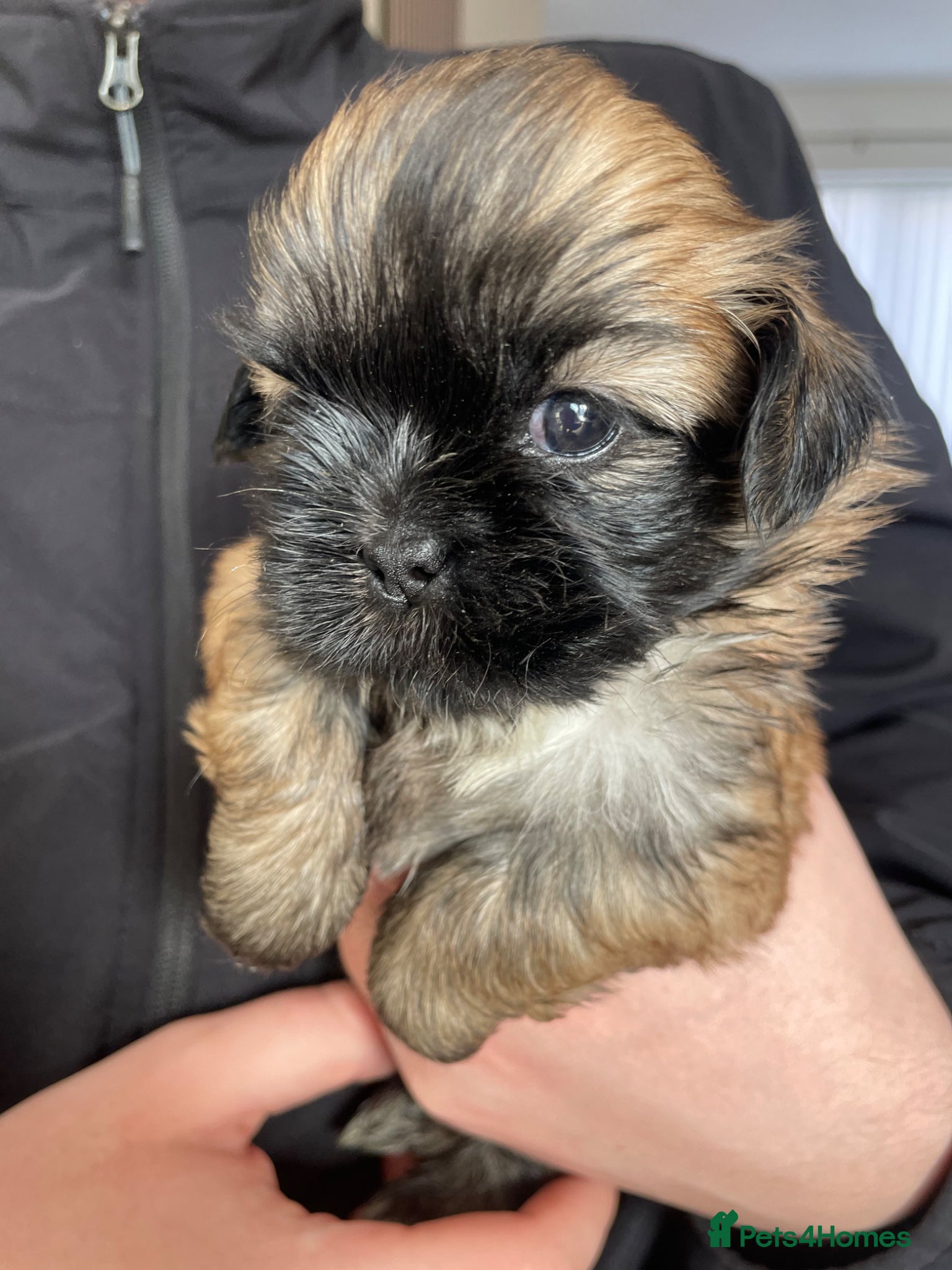 Shih Tzu dogs KC reg standard shihtzu - Advert 1