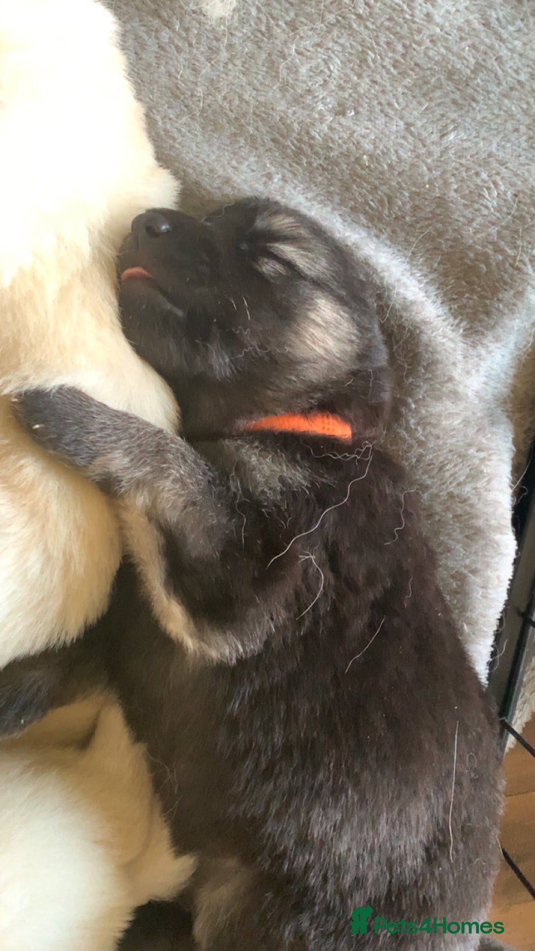 German Shepherd dogs for sale: Stunning litter of German shepherds  - Image 9