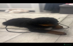 Rottweiler dogs for sale: Female Rottweiler puppy - Image 2