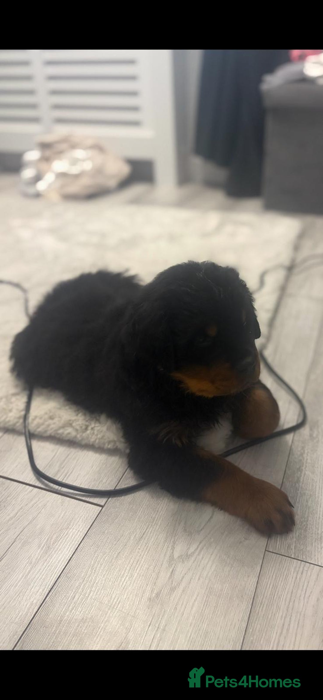 Rottweiler dogs for sale: Female Rottweiler puppy - Image 2