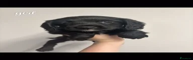 Cocker Spaniel 4