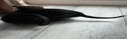 Mixed Breed cats for sale: Beautiful kitten - Advert 11