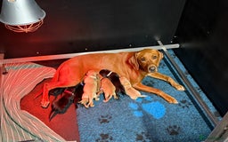 Labrador Retriever dogs for sale: Fully health tested Labrador puppies  - Image 11