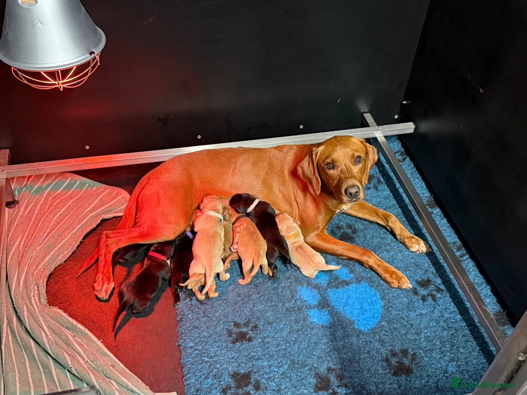 Labrador Retriever dogs for sale: Fully health tested Labrador puppies  - Image 11