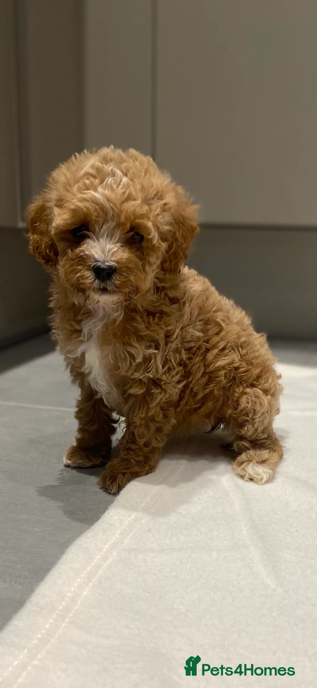 Cavapoo dogs for sale: Stunning toy Cavapoos  - Advert 2