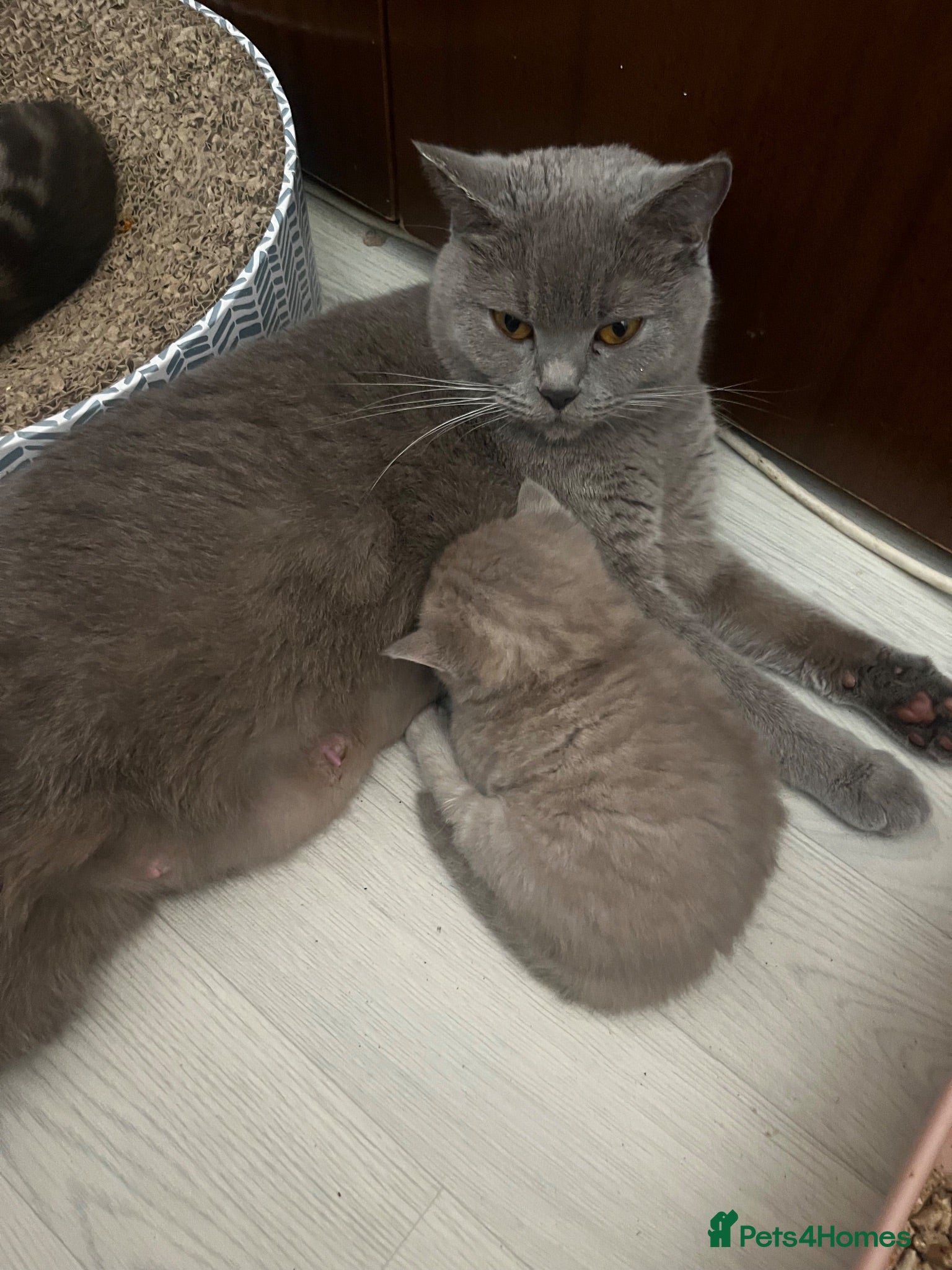 British Shorthair cats stunning 3-4 british shorthair cross maincoon - Advert 2
