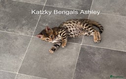 Bengal cats for sale: 😻Tica Best Bengal UK sired Kittens 🏆 🐾 🐱  - Image 18