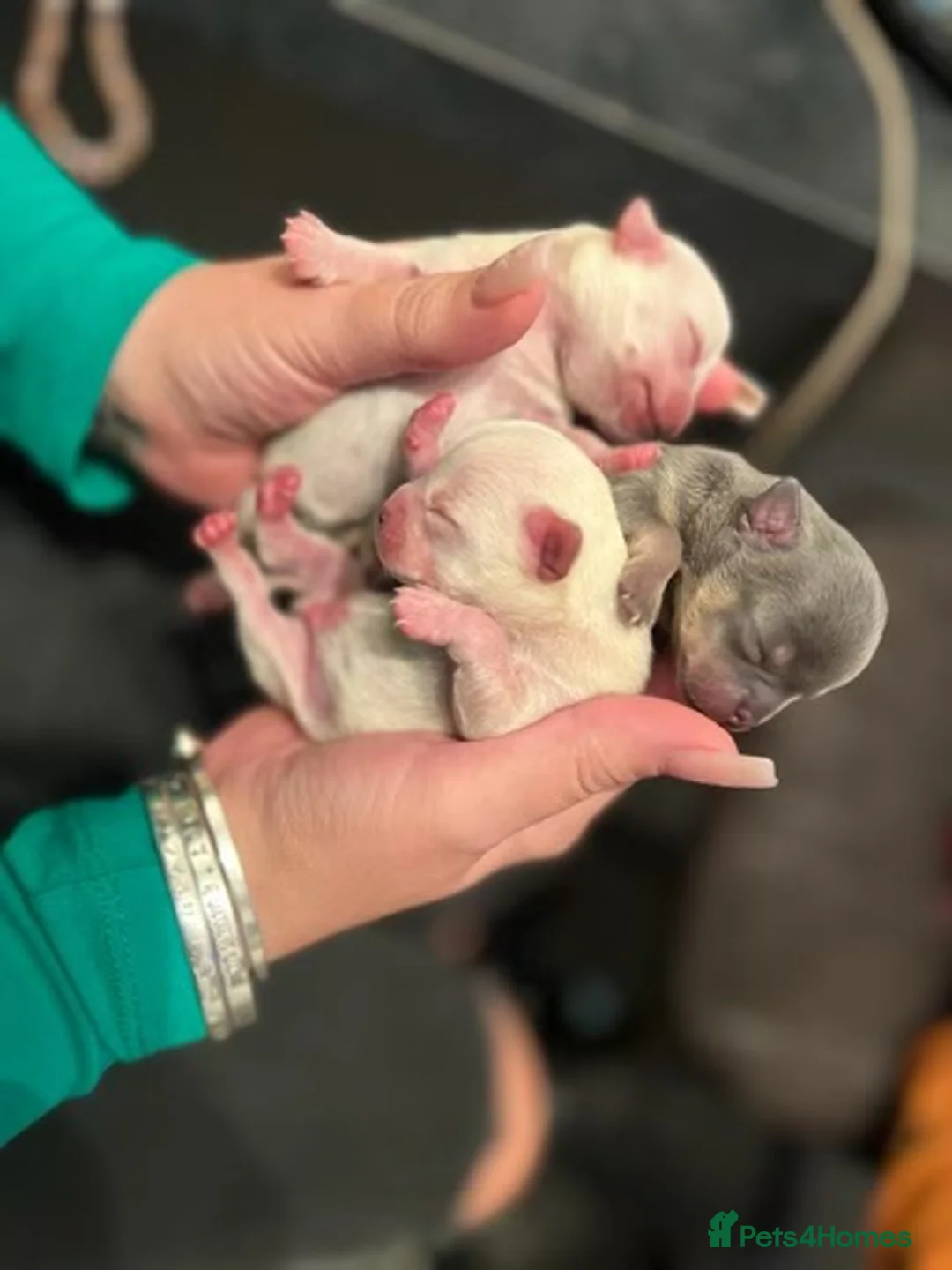 Chihuahua dogs for stud: Chihuahua stud (Romeo) in Sherborne - Advert 18