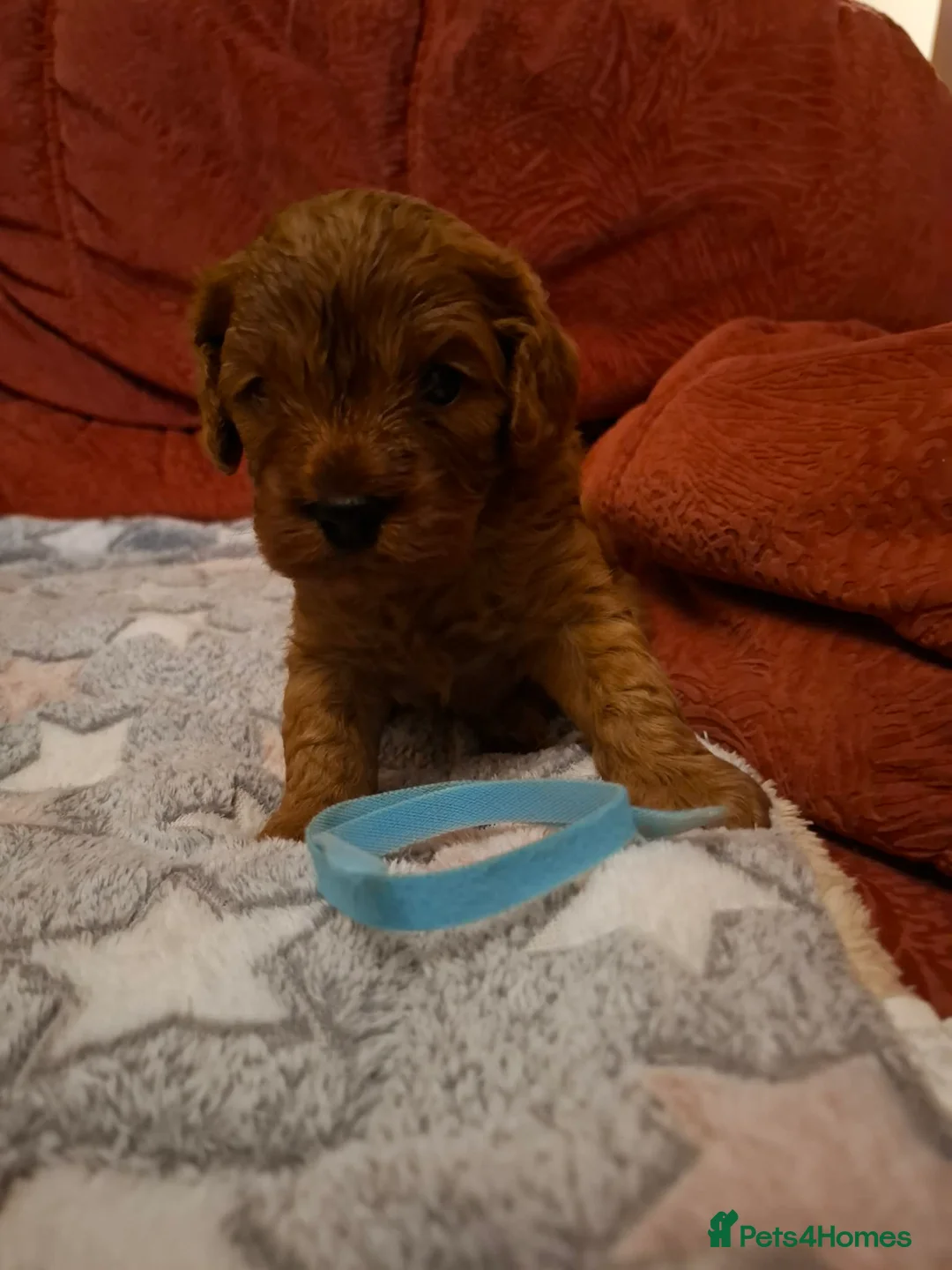 Cavapoo dogs for sale:  Cavapoo  - Advert 12