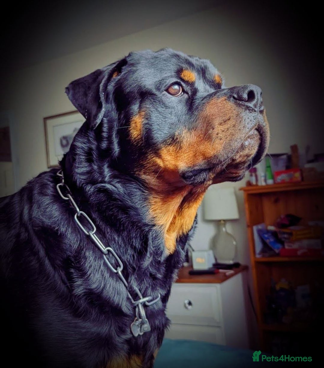 Rottweiler dogs for sale: DEXTER, 5th Gen KC registered adult Rottweiler dog - Advert 2
