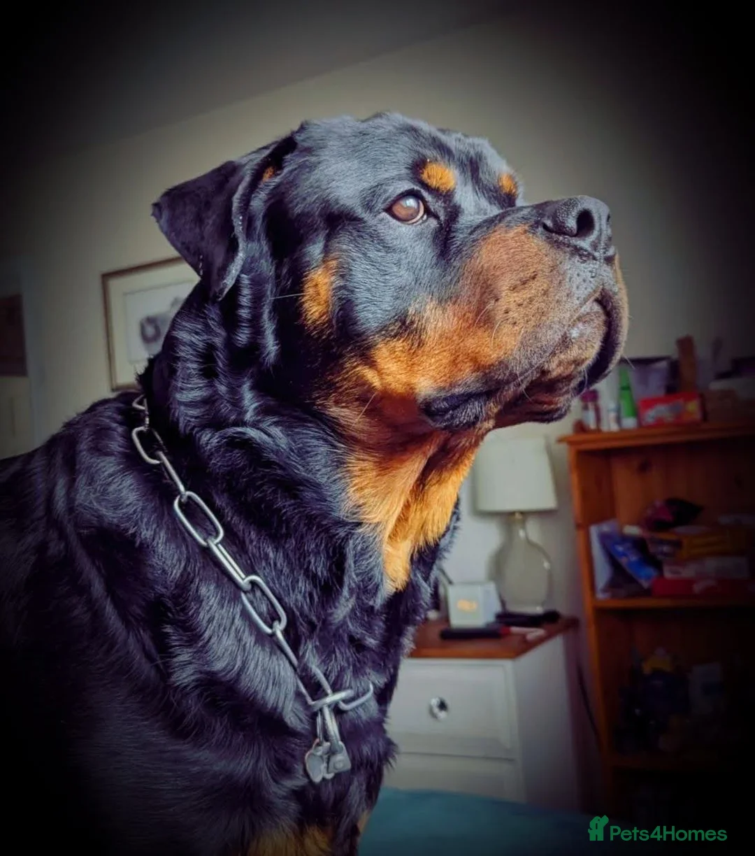 Rottweiler dogs for sale: DEXTER, 5th Gen KC registered adult Rottweiler dog - Advert 2