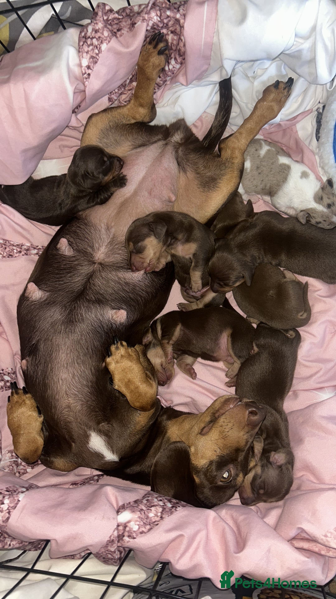 Dachshund dogs for sale: 🐾Dachshund puppies for sale 🐾 - Image 8