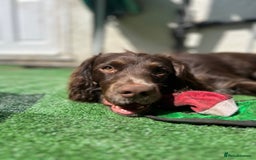 Cocker Spaniel dogs for stud: Chase - Image 5