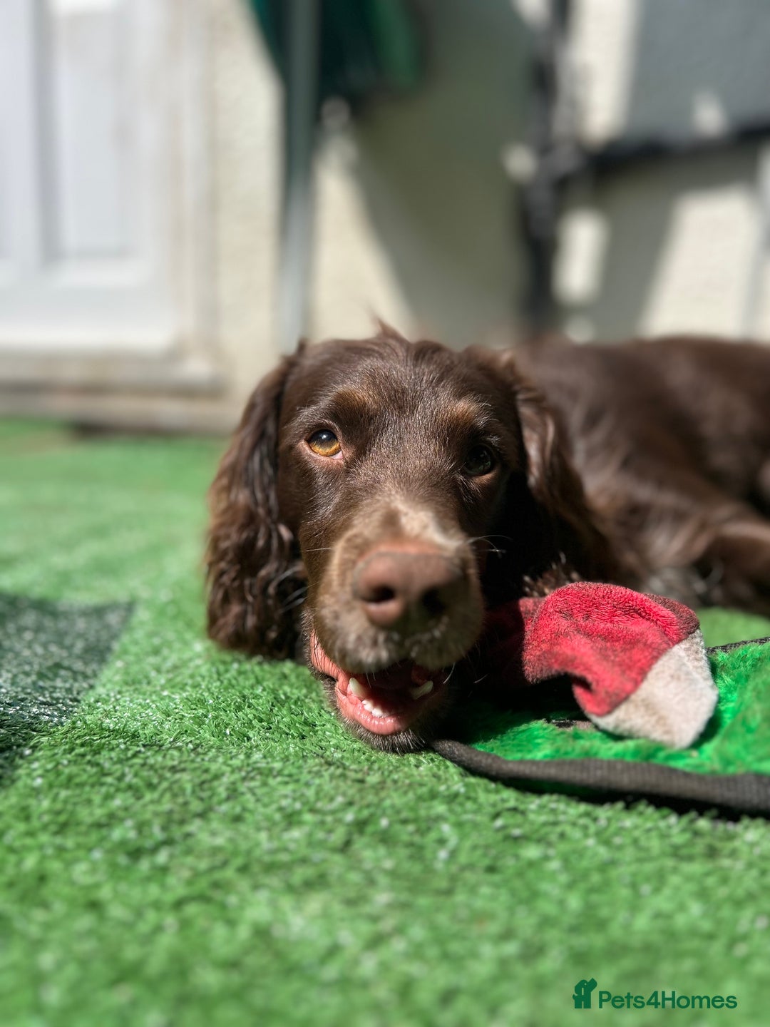 Cocker Spaniel dogs for stud: Chase - Image 5
