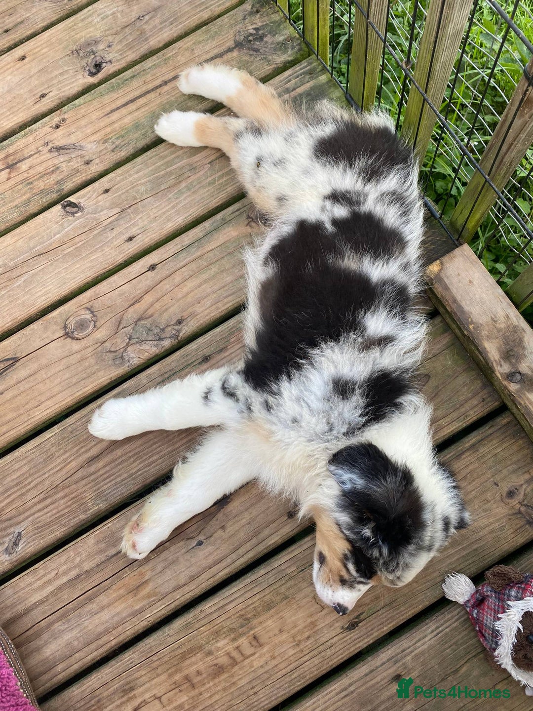 Australian Shepherd dogs for sale: our final Australian Shepherd litter for sale - Image 5