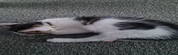 Mixed Breed cats for sale: Kittens - Advert 12
