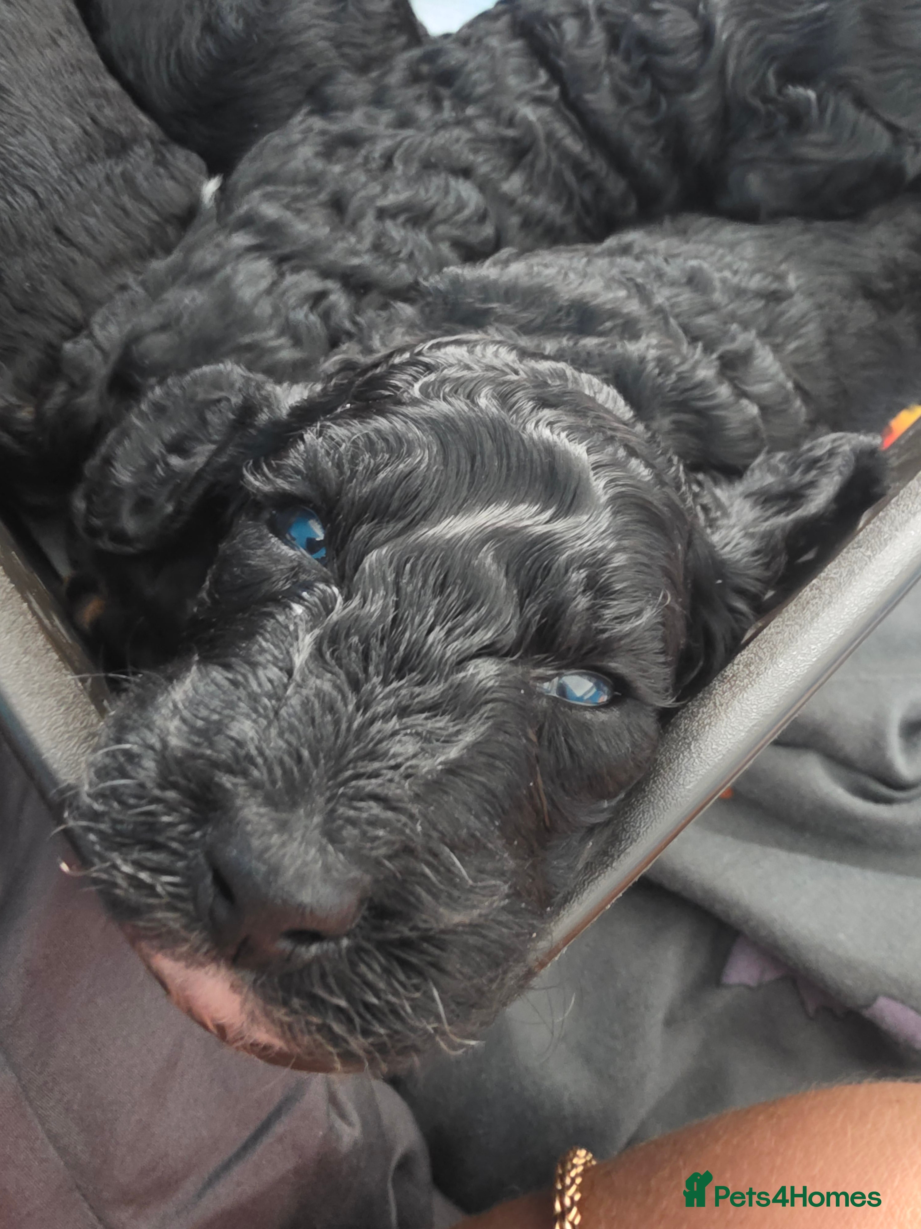 Miniature Poodle dogs Miniature poodle first litter  - Advert 1