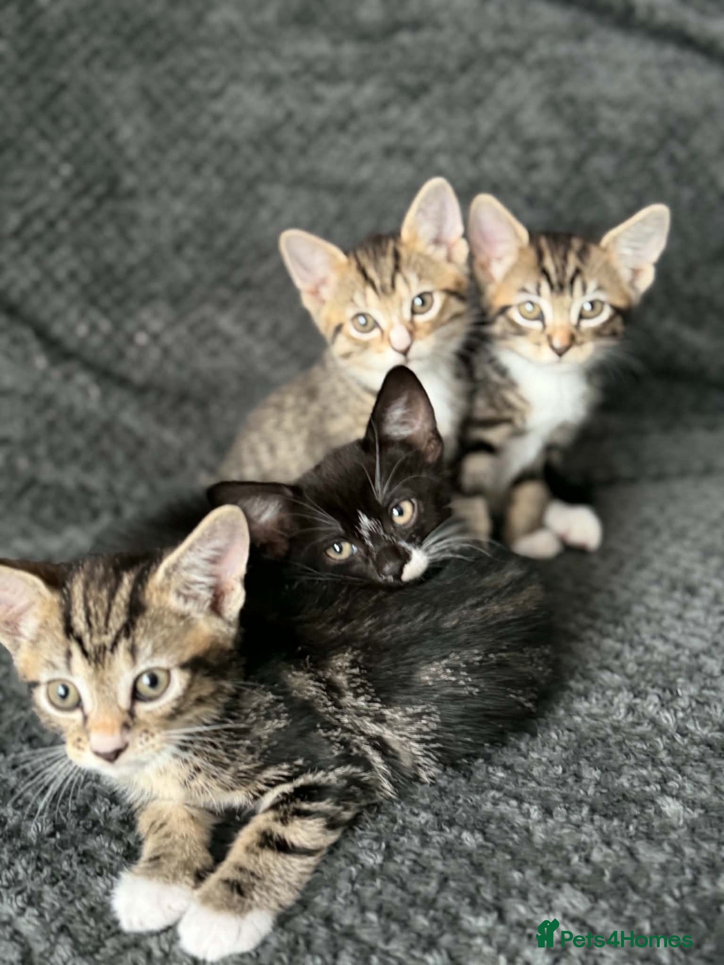 Bengal cats Bengal mix bread kittens  - Advert 7