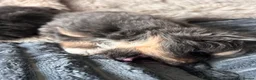 Pomeranian dogs for sale: Cute Pomeranians - Advert 9