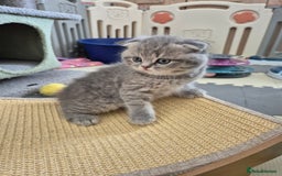 Scottish Fold cats for sale: Scottish Fold/Straight kittens  - Image 11