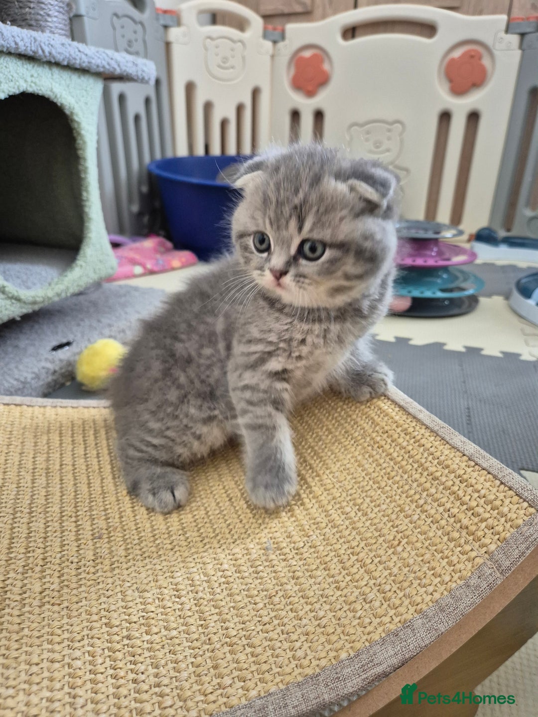 Scottish Fold cats for sale: Scottish Fold/Straight kittens  - Image 11