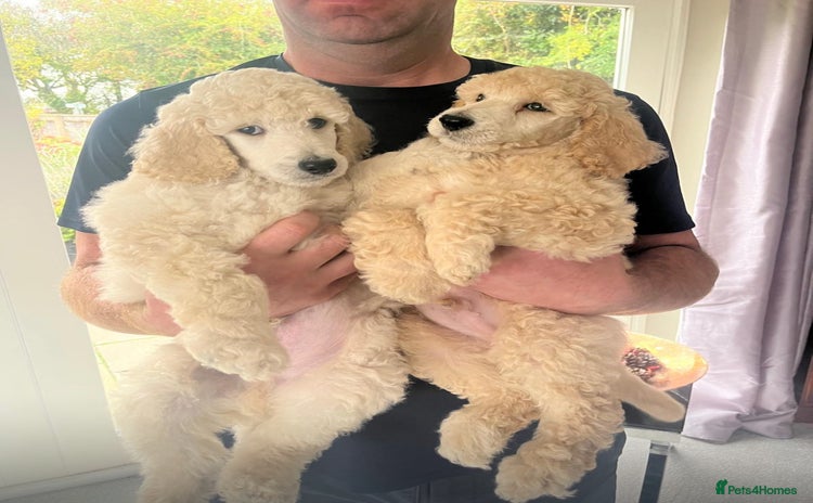 Standard Poodle dogs - Advert 1