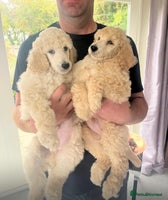 Standard Poodle dogs - Advert 10
