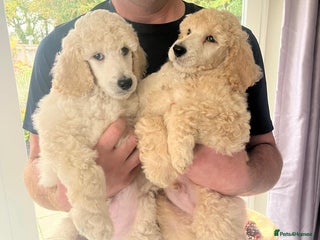 Standard Poodle dogs - Advert 2