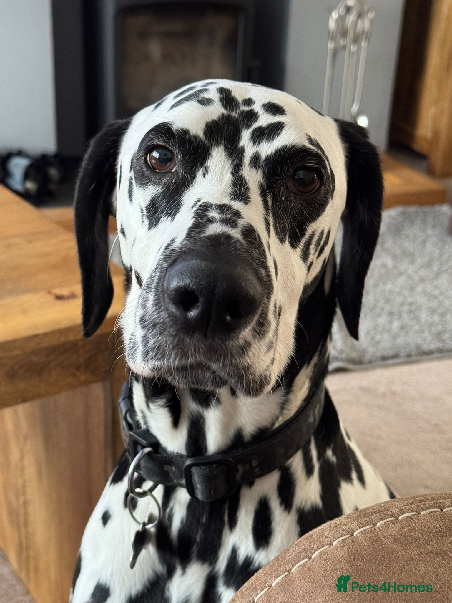 Dalmatian dogs Dalmy - Advert 1