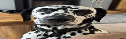 Dalmatian dogs for sale: Dalmy - Advert 1
