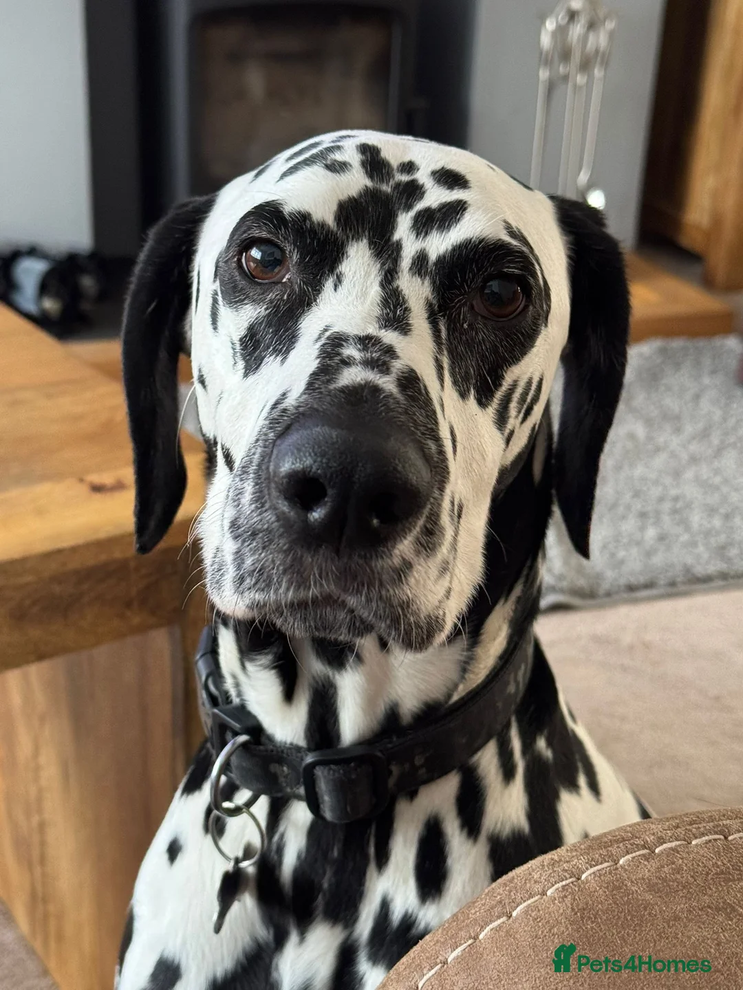 Dalmatian dogs for sale: Dalmy - Advert 1