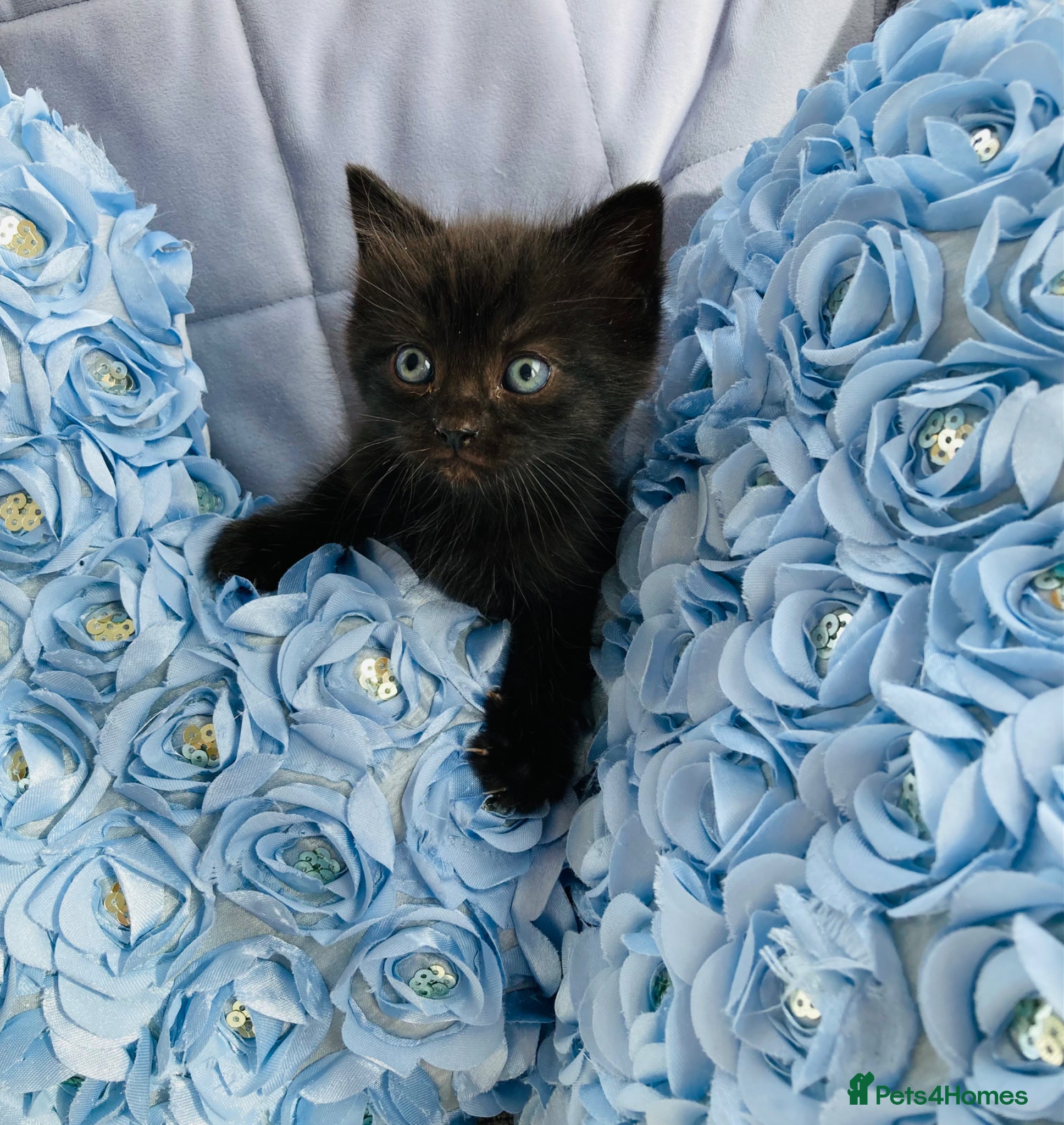 Mixed Breed cats British Long Hair mix Kitten - Advert 3