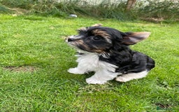 Yorkshire Terrier dogs for sale: York puppies for sale - Image 20
