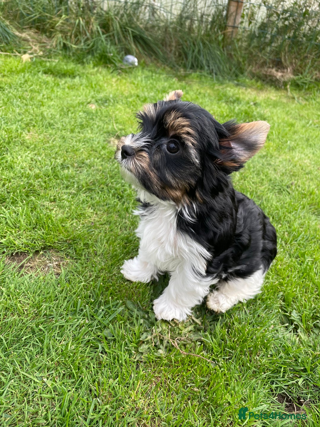 Yorkshire Terrier dogs for sale: York puppies for sale - Image 20