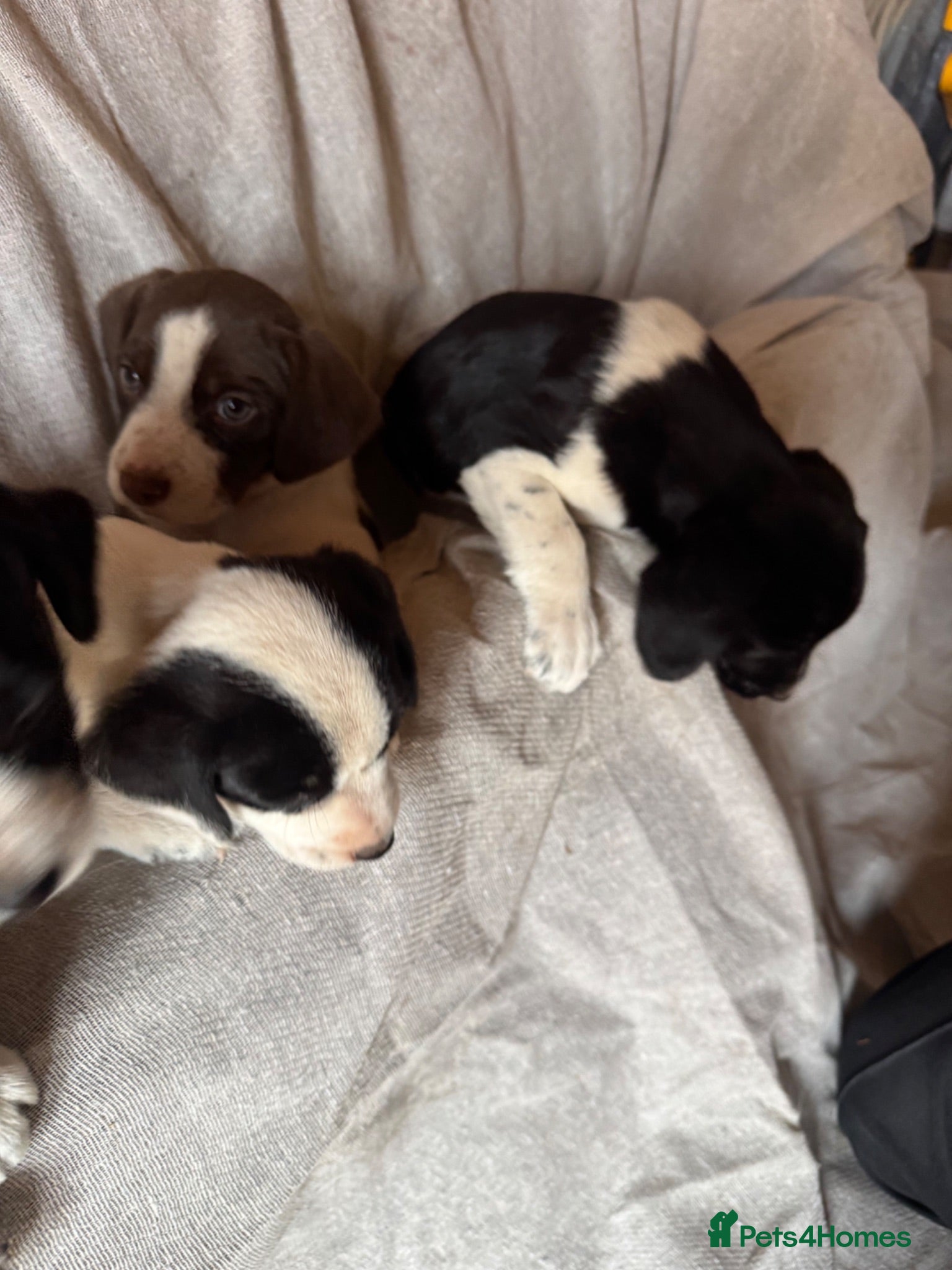 Mixed Breed dogs Cocker jacks for sale  - Advert 2