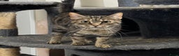 Maine Coon cats for sale: Sisters for adoption  - Advert 2