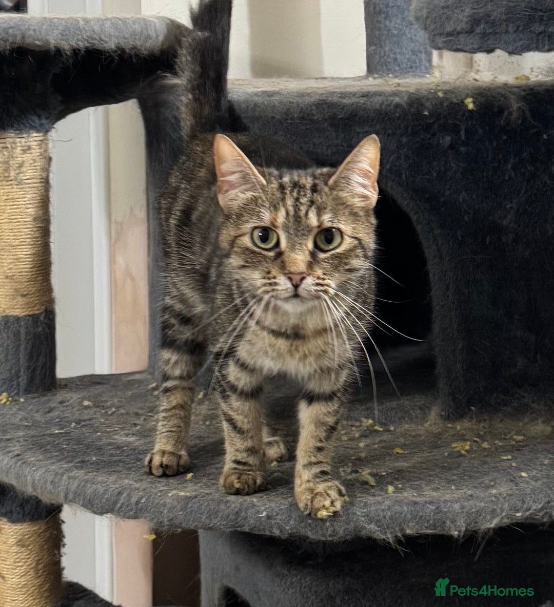 Maine Coon cats for sale: Sisters for adoption  - Advert 2