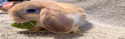 Mini Lop rabbits for sale: Adorable 8-Week-Old Baby Rabbits for Sale 🐰 - Advert 14