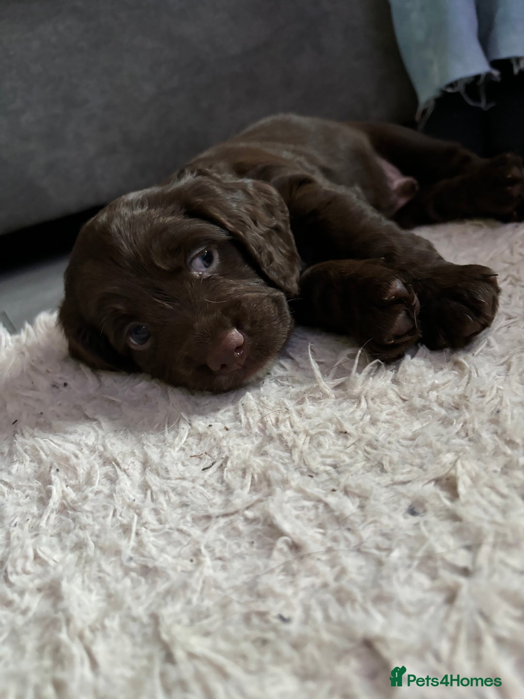 Sprocker dogs for sale: Chunky spocker spaniel  - Advert 9