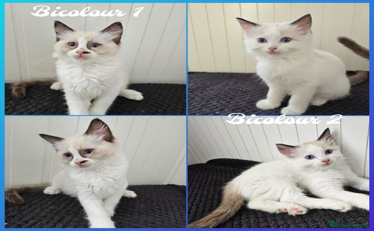 Ragdoll cats - Advert 12