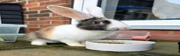 English Lop rabbits for sale: Male bunnies - Advert 4