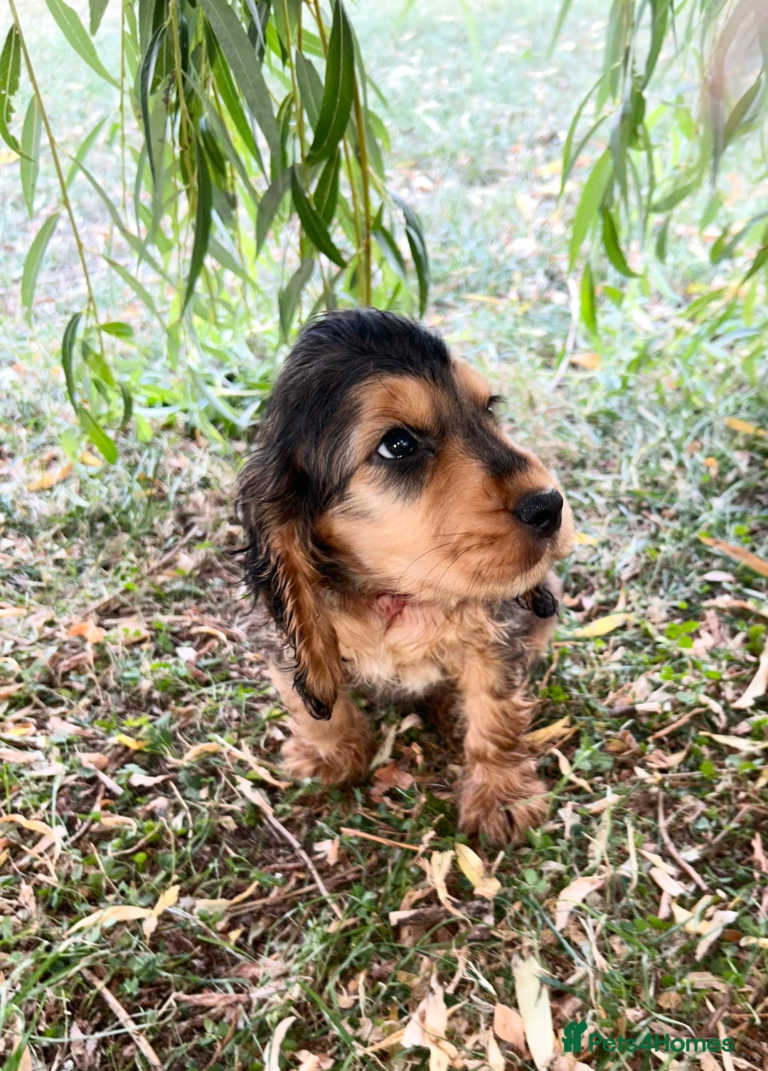 Cocker Spaniel dogs for sale: Last two ‼️ £1250 Kc reg show cocker puppies  - Image 2