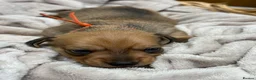 Miniature Dachshund dogs for sale: Exceptional long haired miniature Dachshunds - Advert 15
