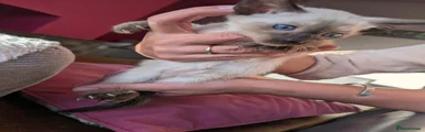 Yellow collar