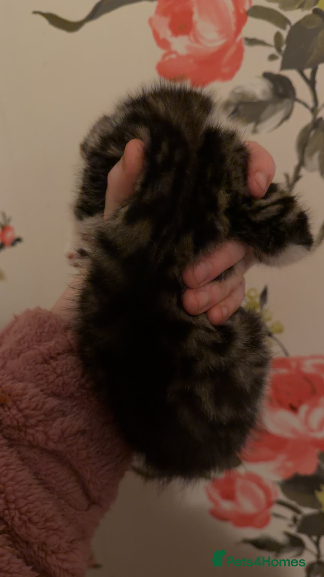 Mixed Breed cats for sale: 4 beautiful kittens  - Advert 7