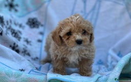 Poochon dogs for sale: Beautiful Poochons  - Image 21