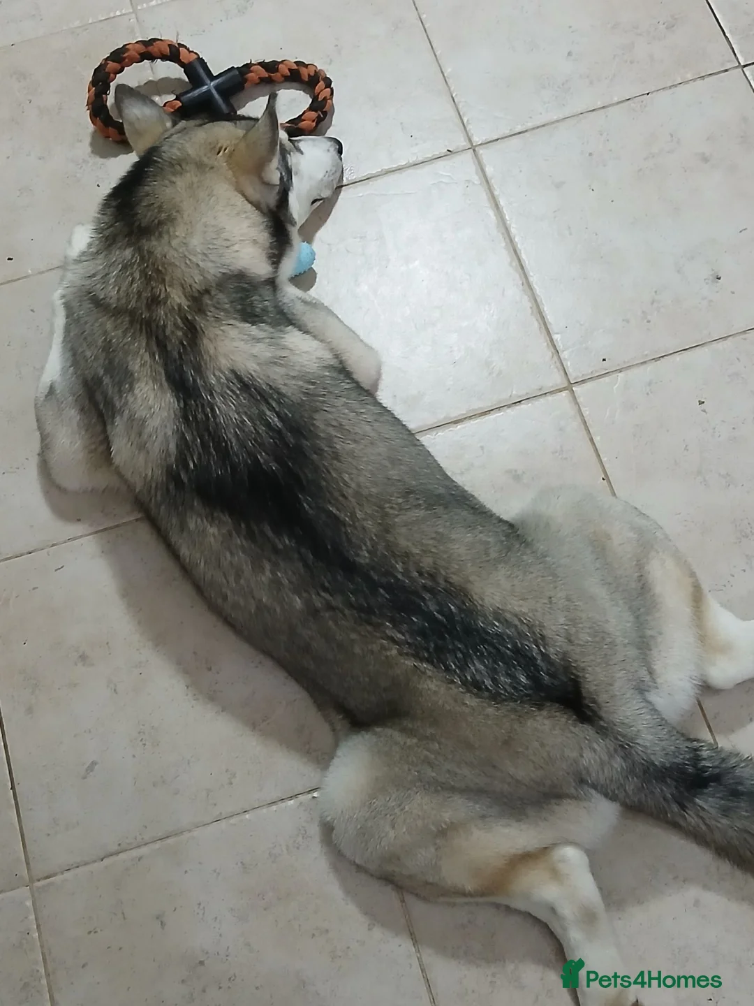 Mixed Breed dogs for sale: Huskador  - Advert 8