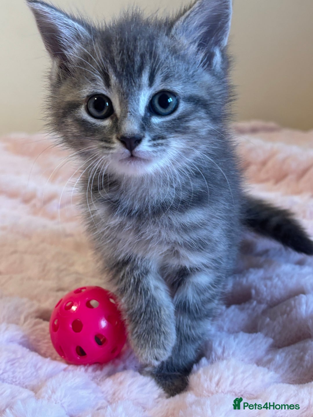 Ragdoll cats for sale: Ragdoll Cross Maine Coon Kitten - Image 12